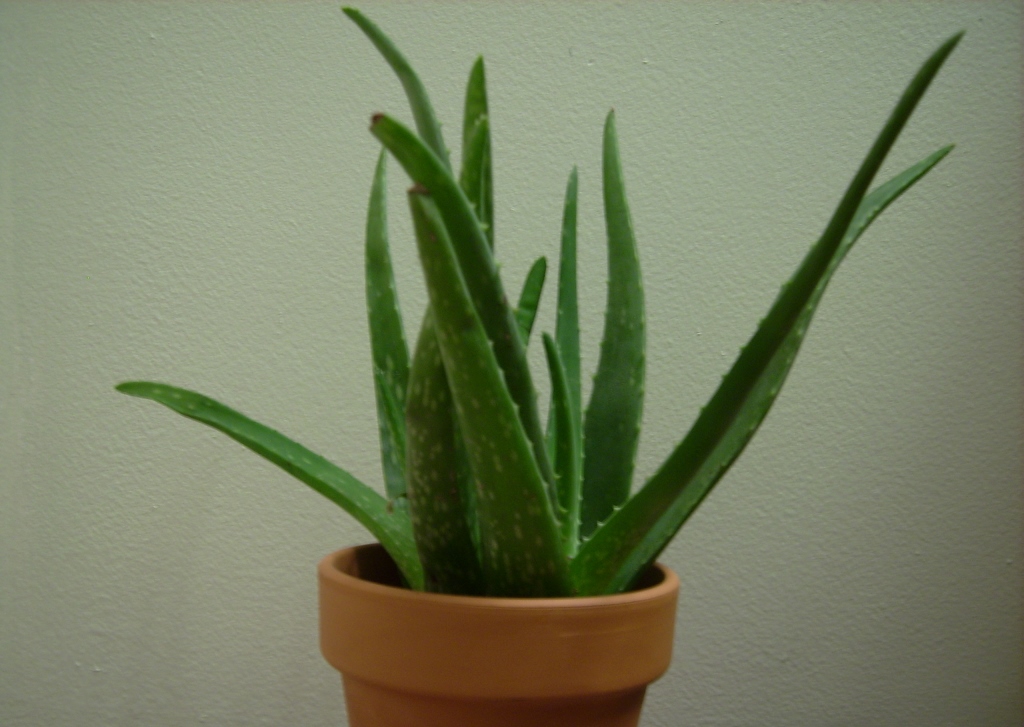 Aloe Vera leaf